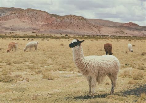  Alpaca: Un Tesoro Andino per tessuti Luxuriosi e Resistenti!