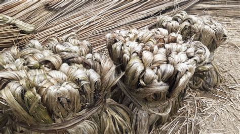  Jute! A Sustainable Wonder for Textile Reinforcement and Packaging Solutions?