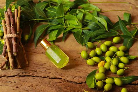 Olio di Neem: Un Potente Biopesticida e Ingrediente Cosmetico Naturale!