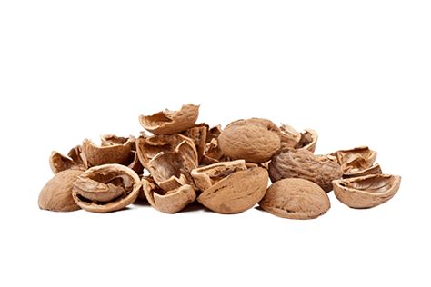 Walnut Shell Powder:  Un Esplorazione Sostenibile nei Materiali da Costruzione!