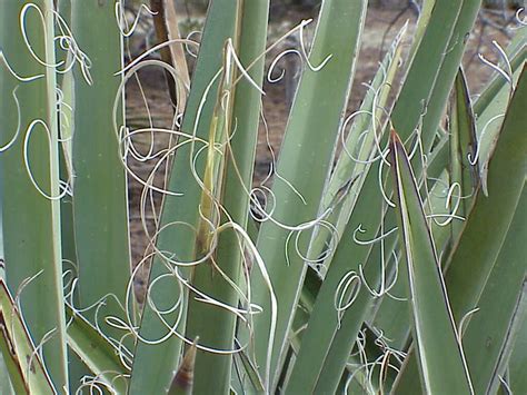 Yucca: Una fibra naturale per tessuti performanti e sostenibili!